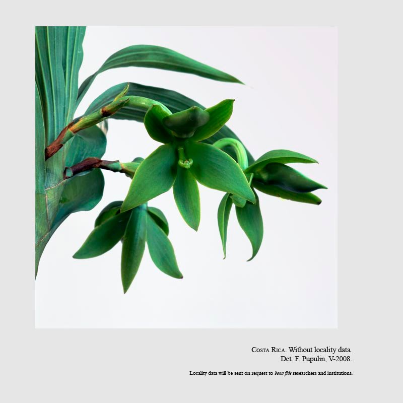 Cycnoches amparoanum